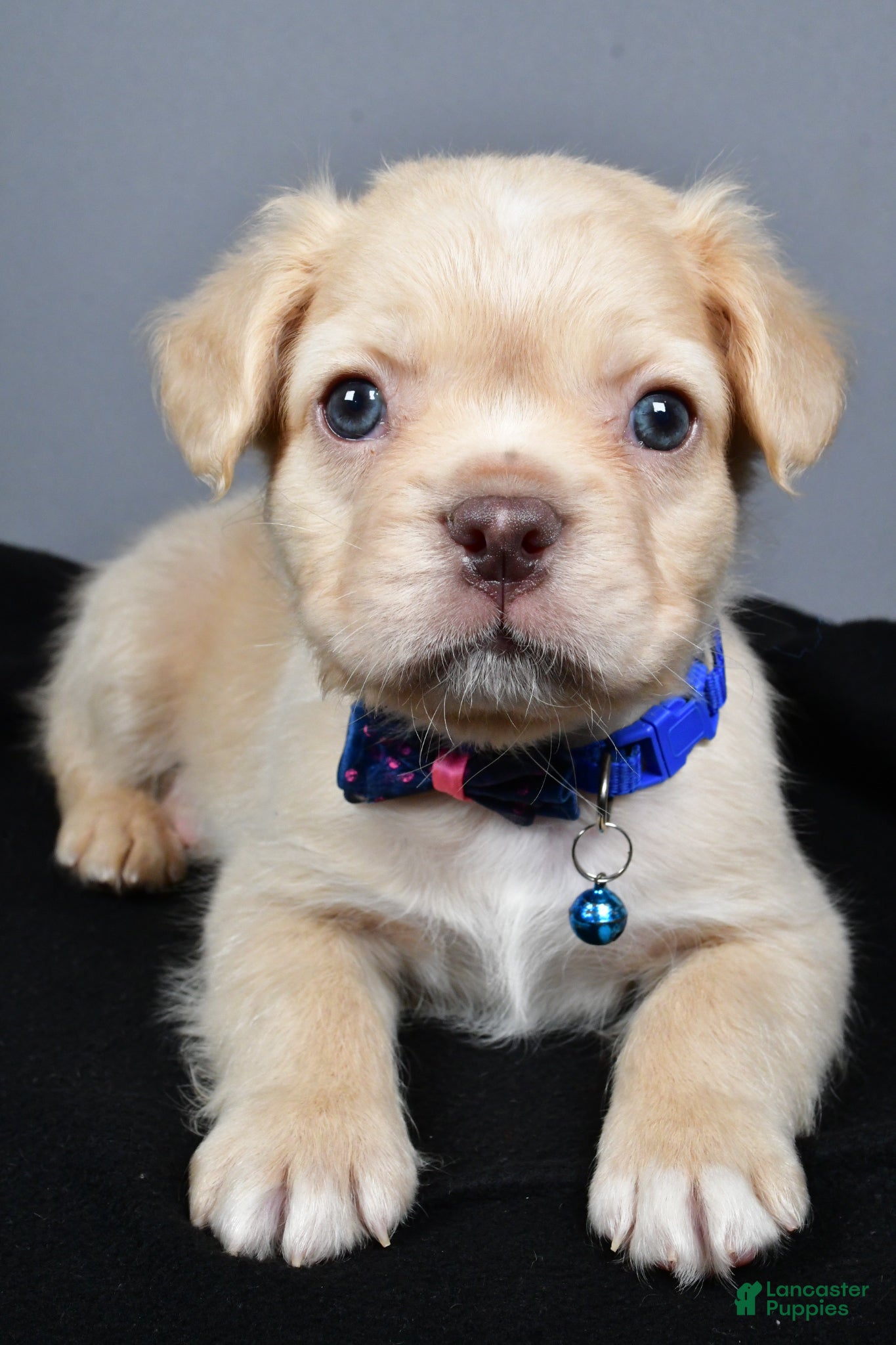 French Bulldog dogs Checkers - Ad 2