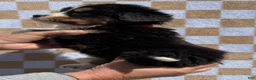 Bernese Mountain Dog dogs for sale: Tex - Ad 3