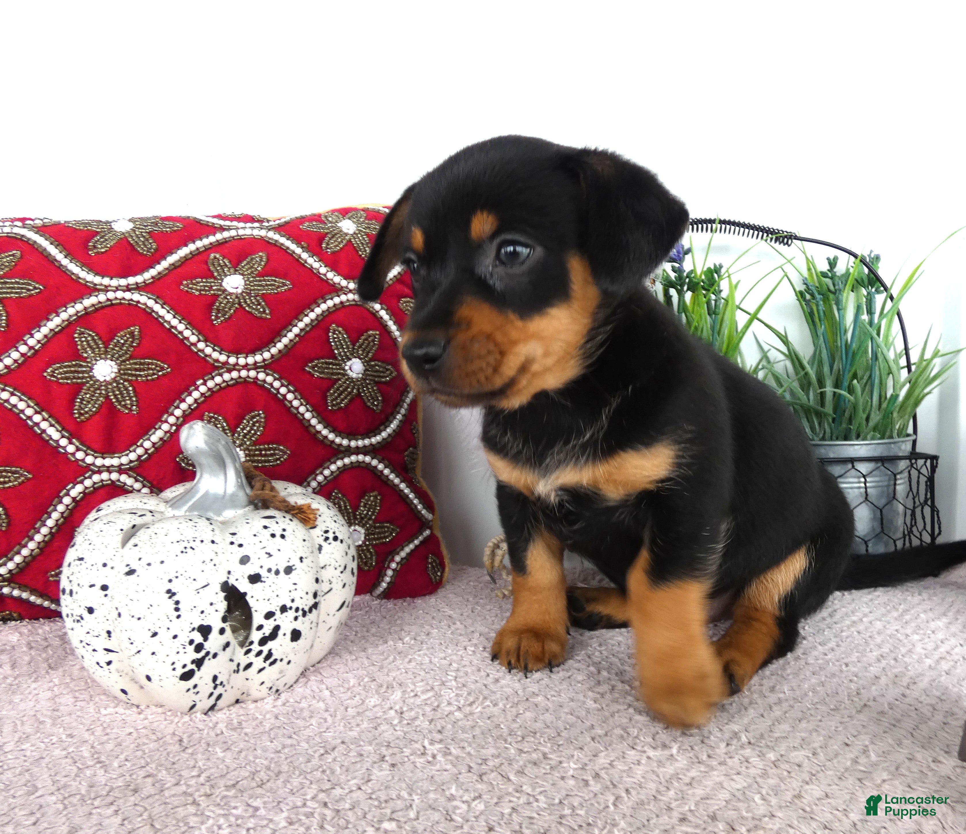 Chorkie