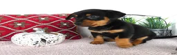 Chorkie dogs for sale: Chorkie 4 Peanut - Ad 1