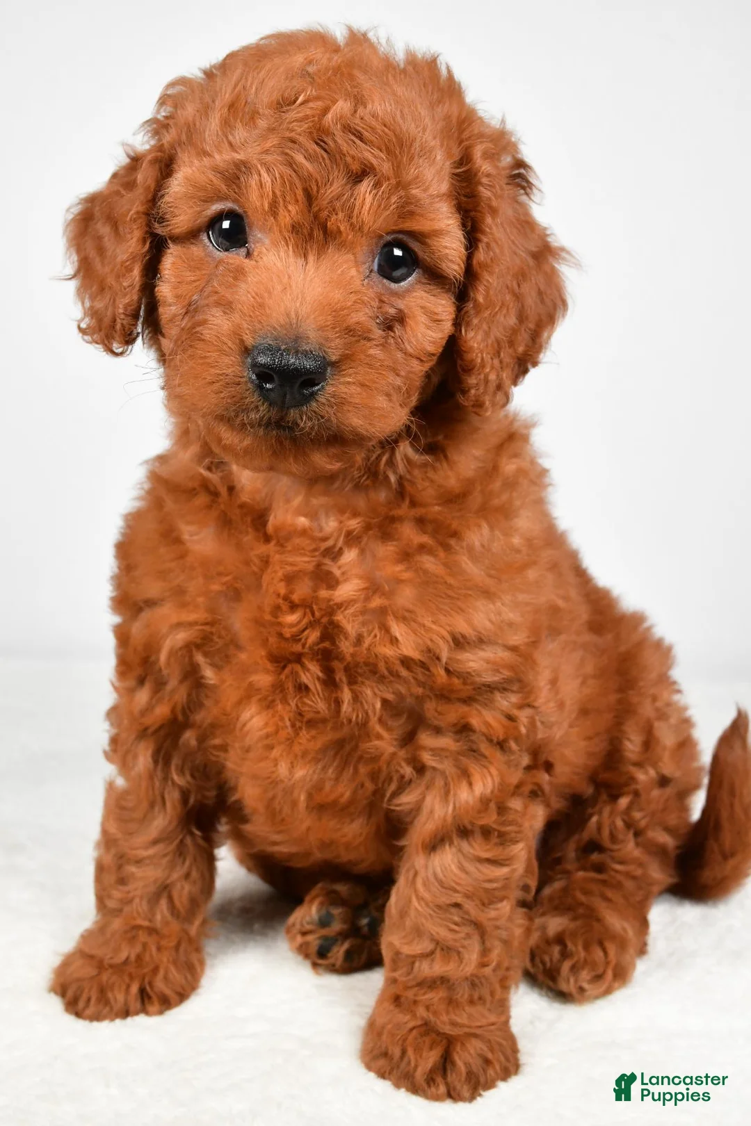 Mini Goldendoodle dogs for sale: Teddy - Ad 1