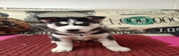 Siberian Husky dogs for sale: Andy  - Ad 6