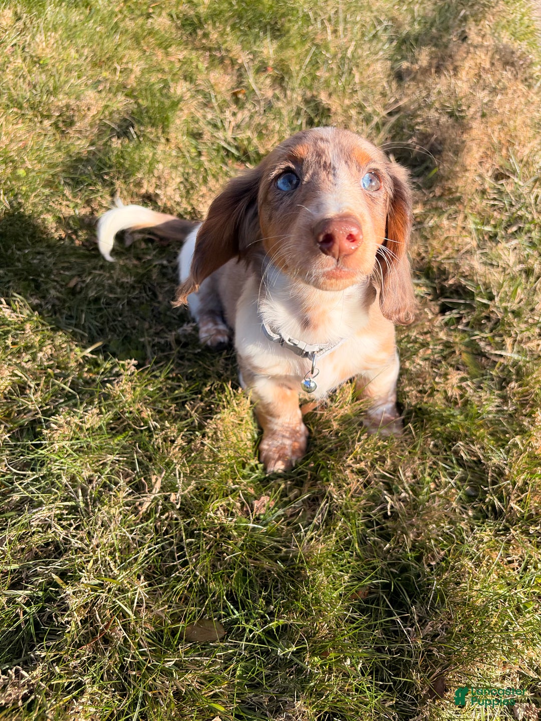 Miniature Dachshund dogs for sale: Scrappy doo - Ad 7