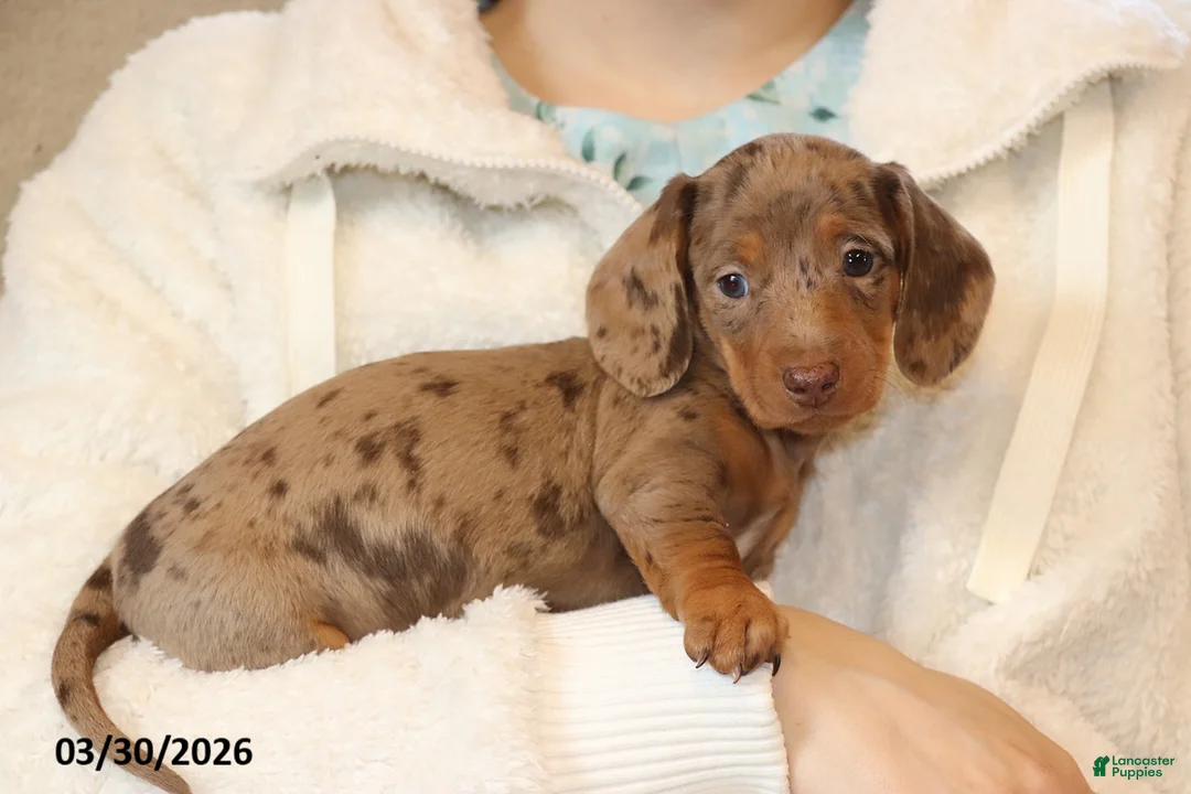 Miniature Dachshund dogs for sale: Polly - Ad 2