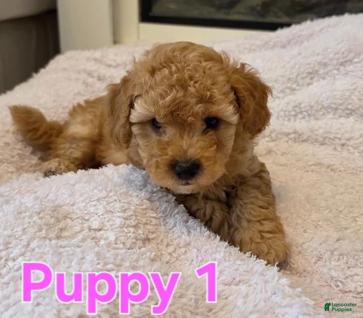 Maltipoo dogs Nelly  - Ad 39