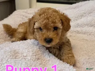 Maltipoo dogs Nelly - Ad 39