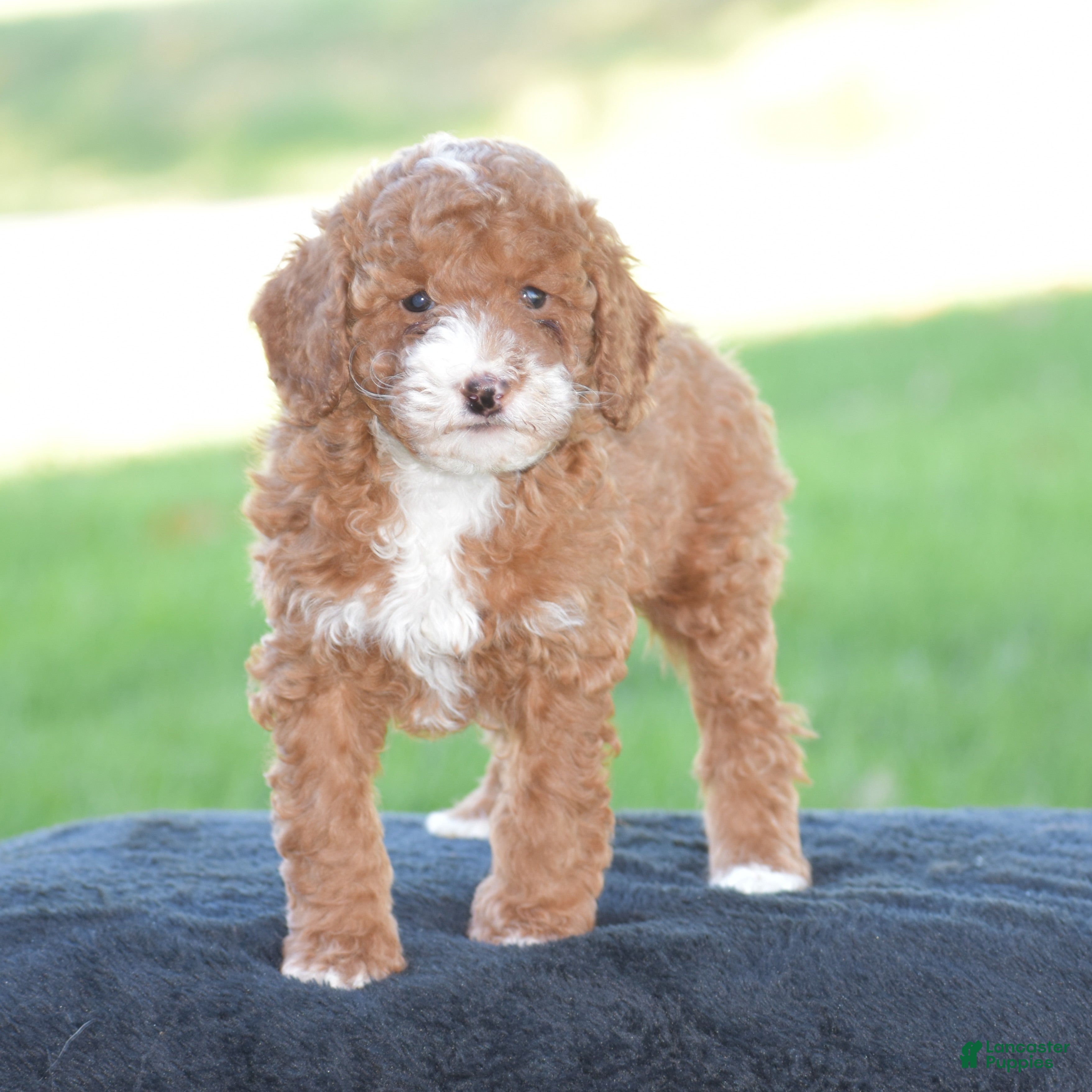 Miniature Poodle dogs for sale: Erika - Ad 1