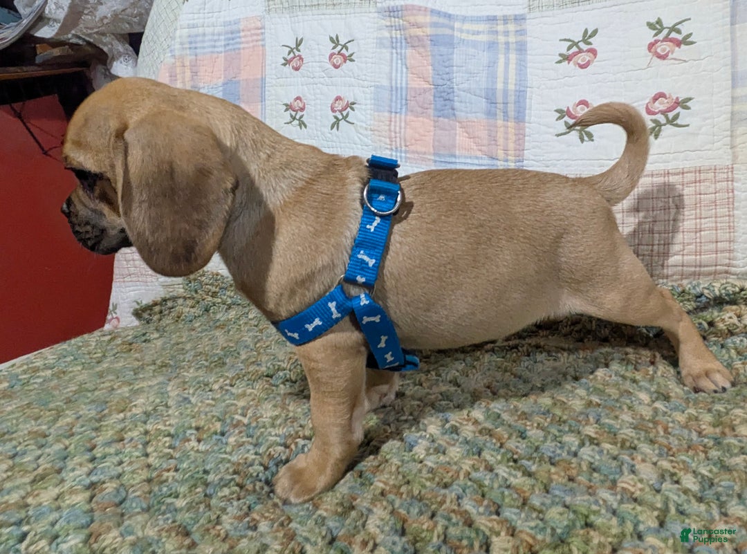 Puggle dogs for sale: Brent - Ad 8