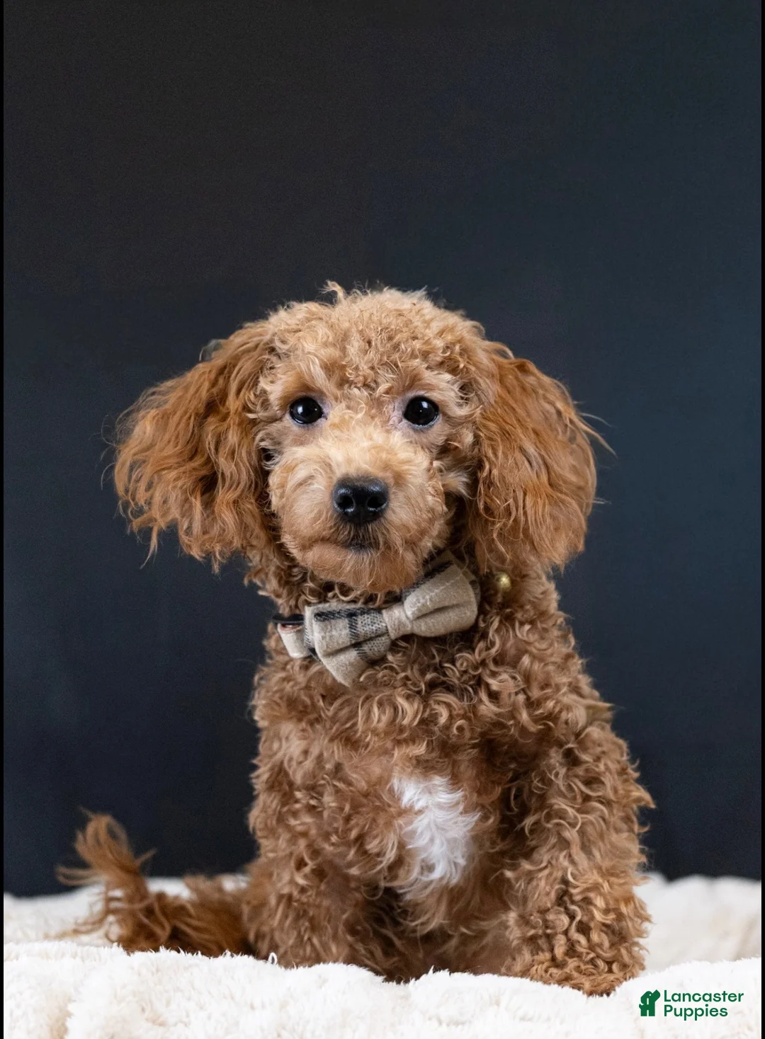 Maltipoo dogs for sale: Garnet - Ad 5