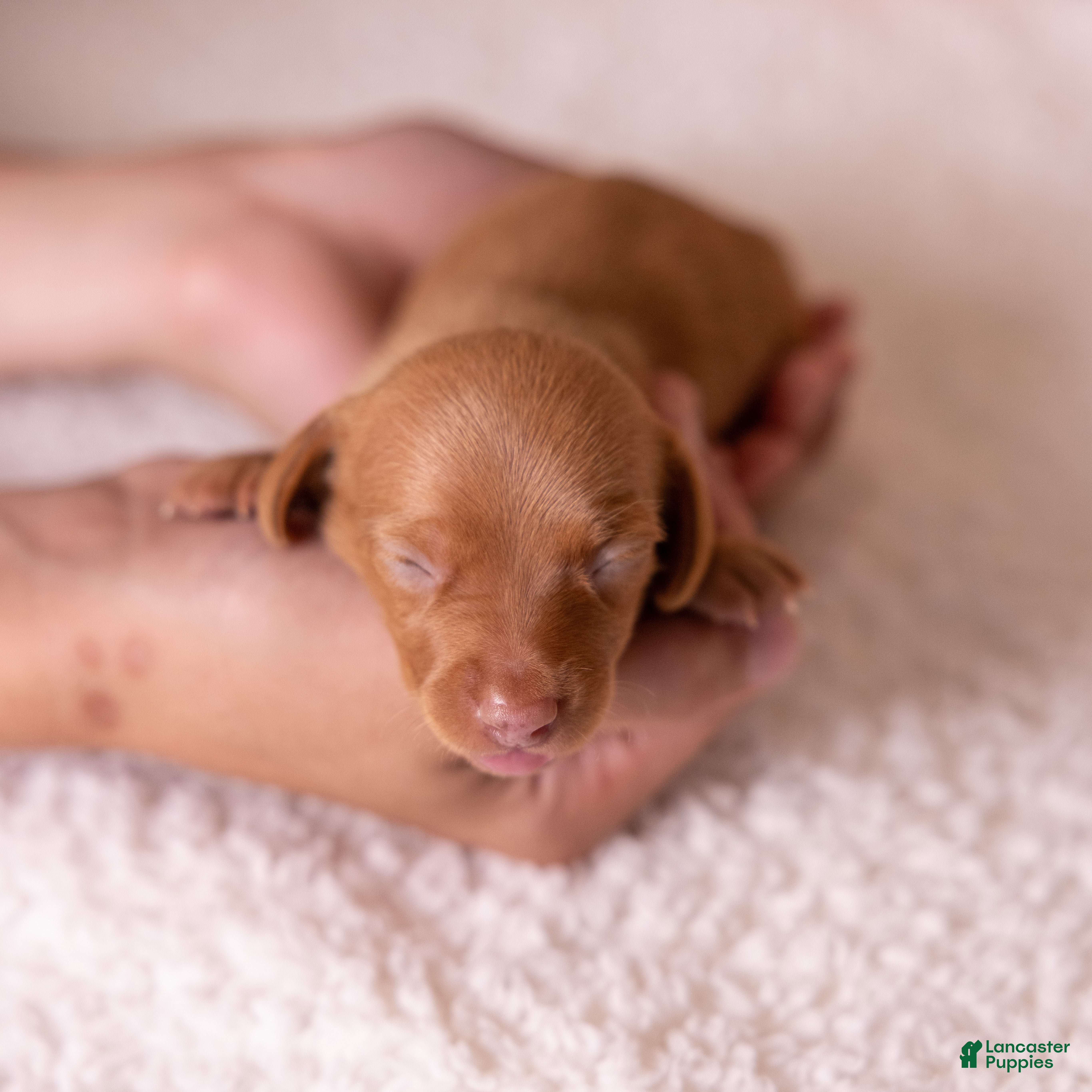 Miniature Dachshund dogs Rosie - Ad 2
