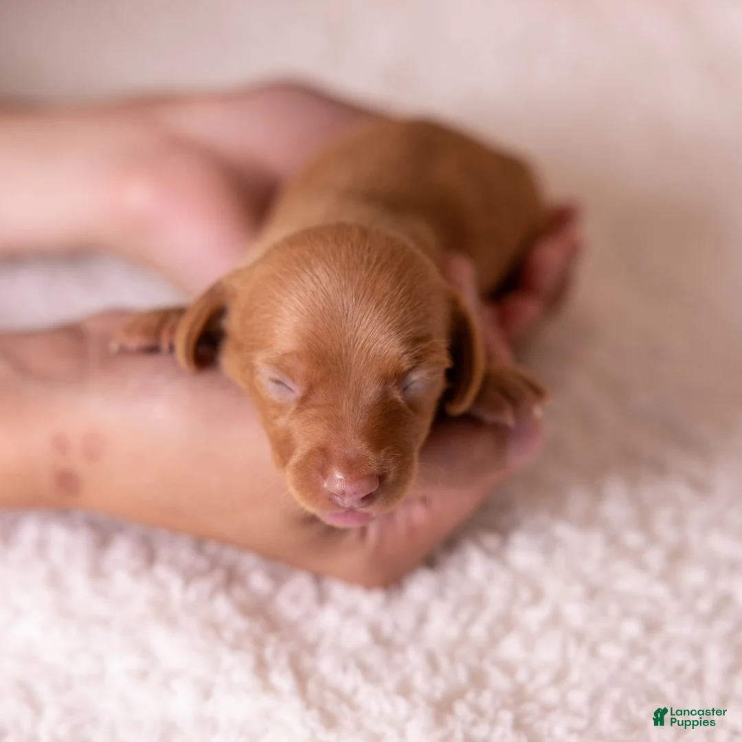 Miniature Dachshund dogs for sale: Rosie - Ad 2