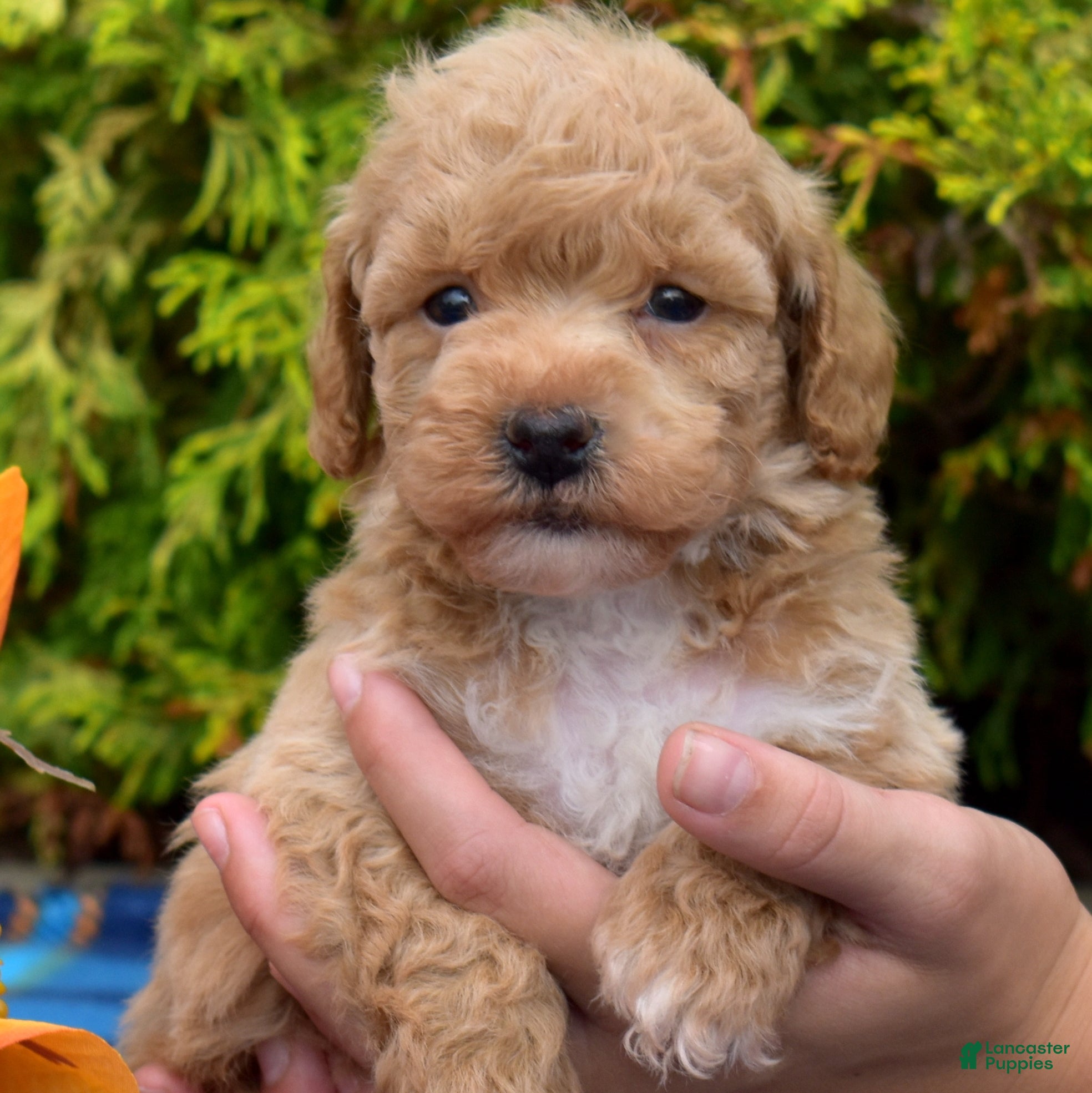 Bichpoo dogs Pumpkin Patch - Ad 1