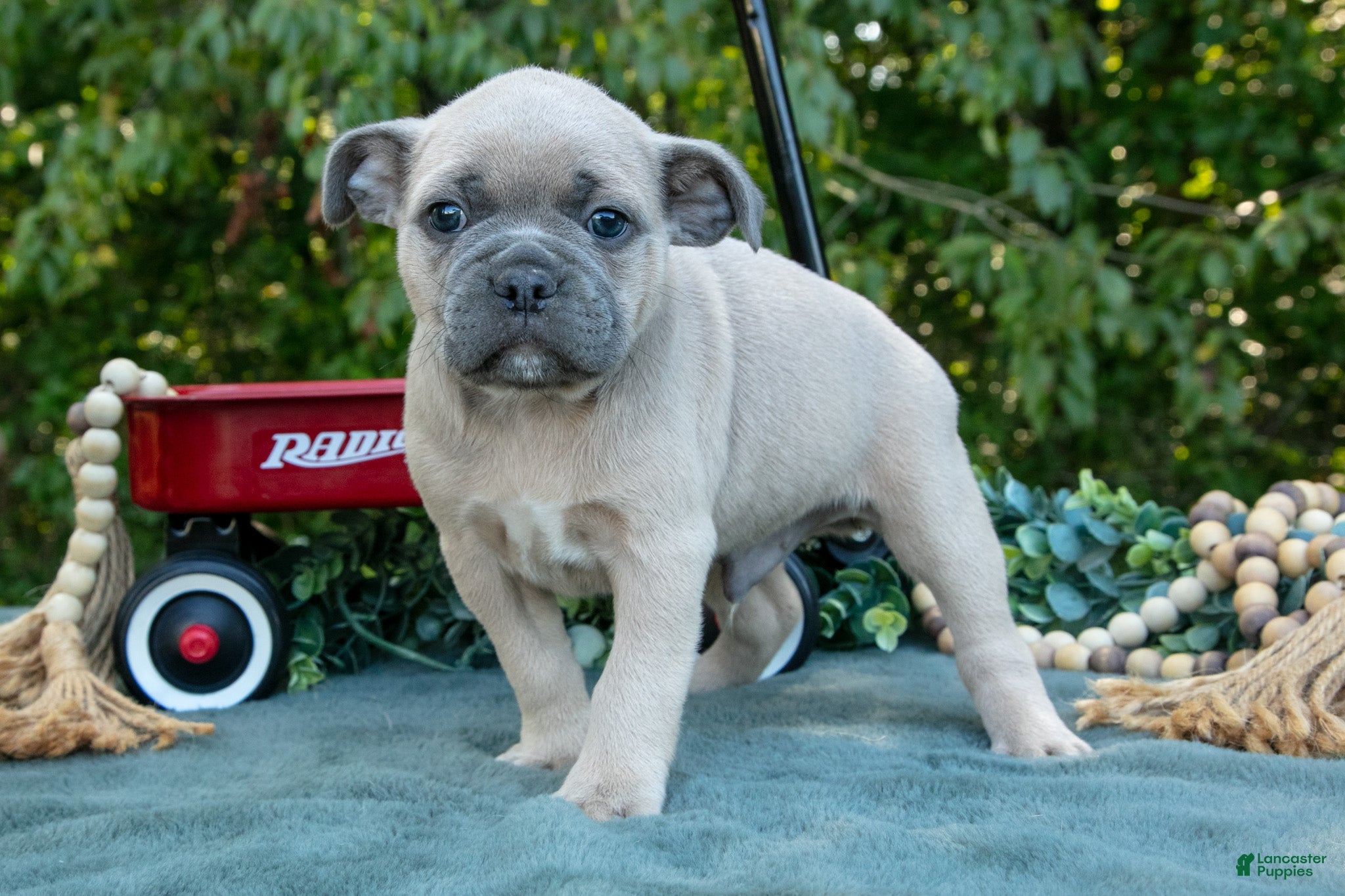 Chester, Frenchton