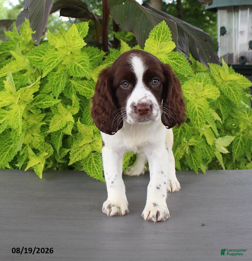 English Springer Spaniel dogs Macy - Ad 1