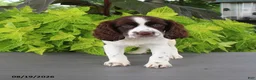 English Springer Spaniel dogs for sale: Macy - Ad 1
