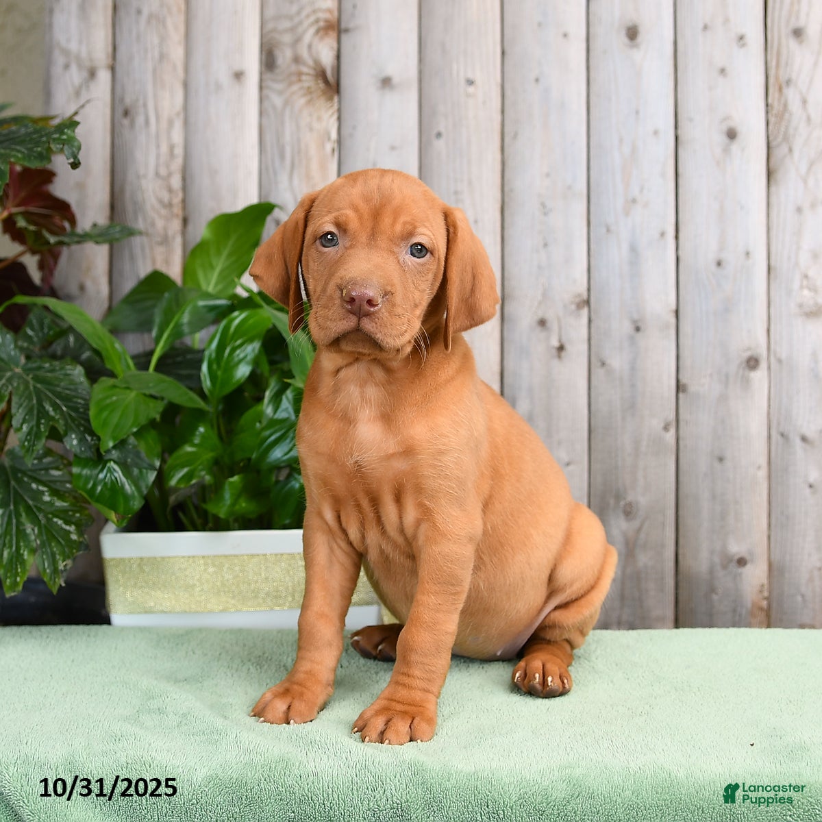 Vizsla dogs Hope - Ad 3