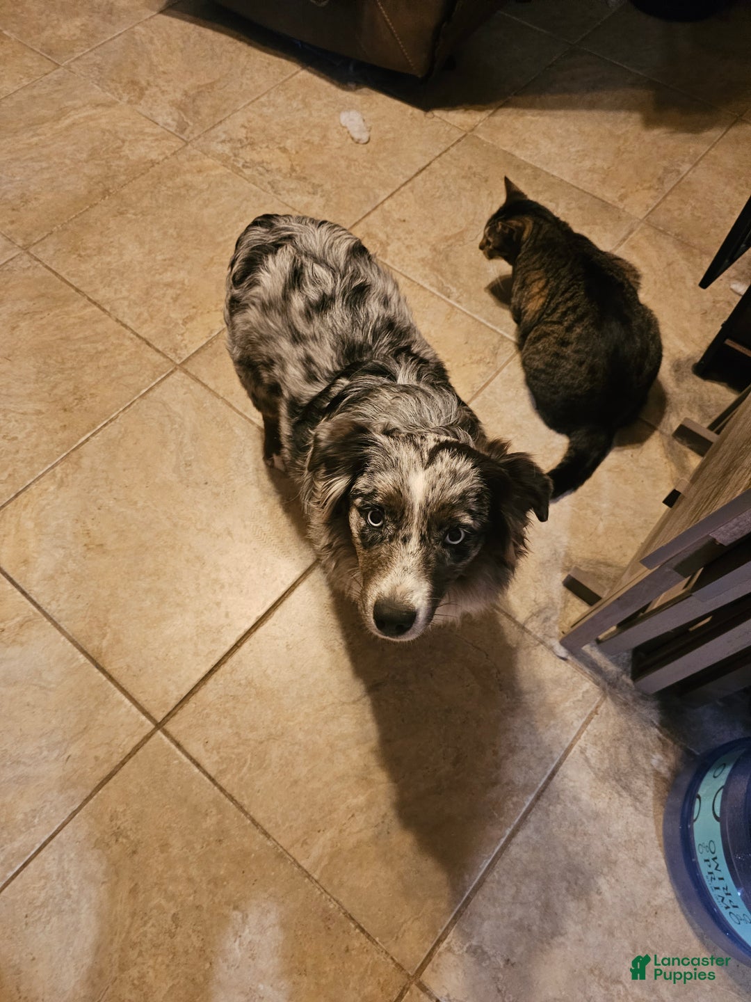 Miniature Australian Shepherd dogs for sale: Miniature Australian Shepherd Puppy 1 - Ad 9