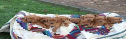 Labrador Retriever dogs for sale: Tassle - Ad 12