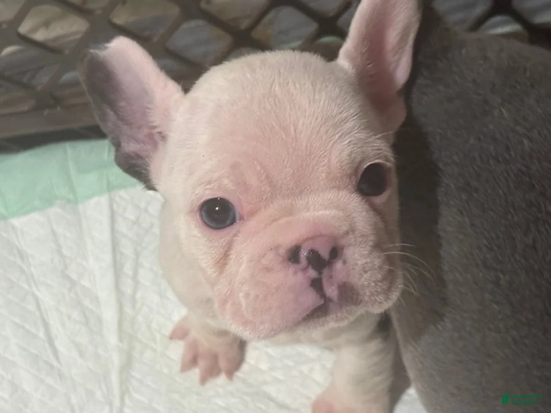 Mixed Breed dogs for sale: Airhead - Ad 1