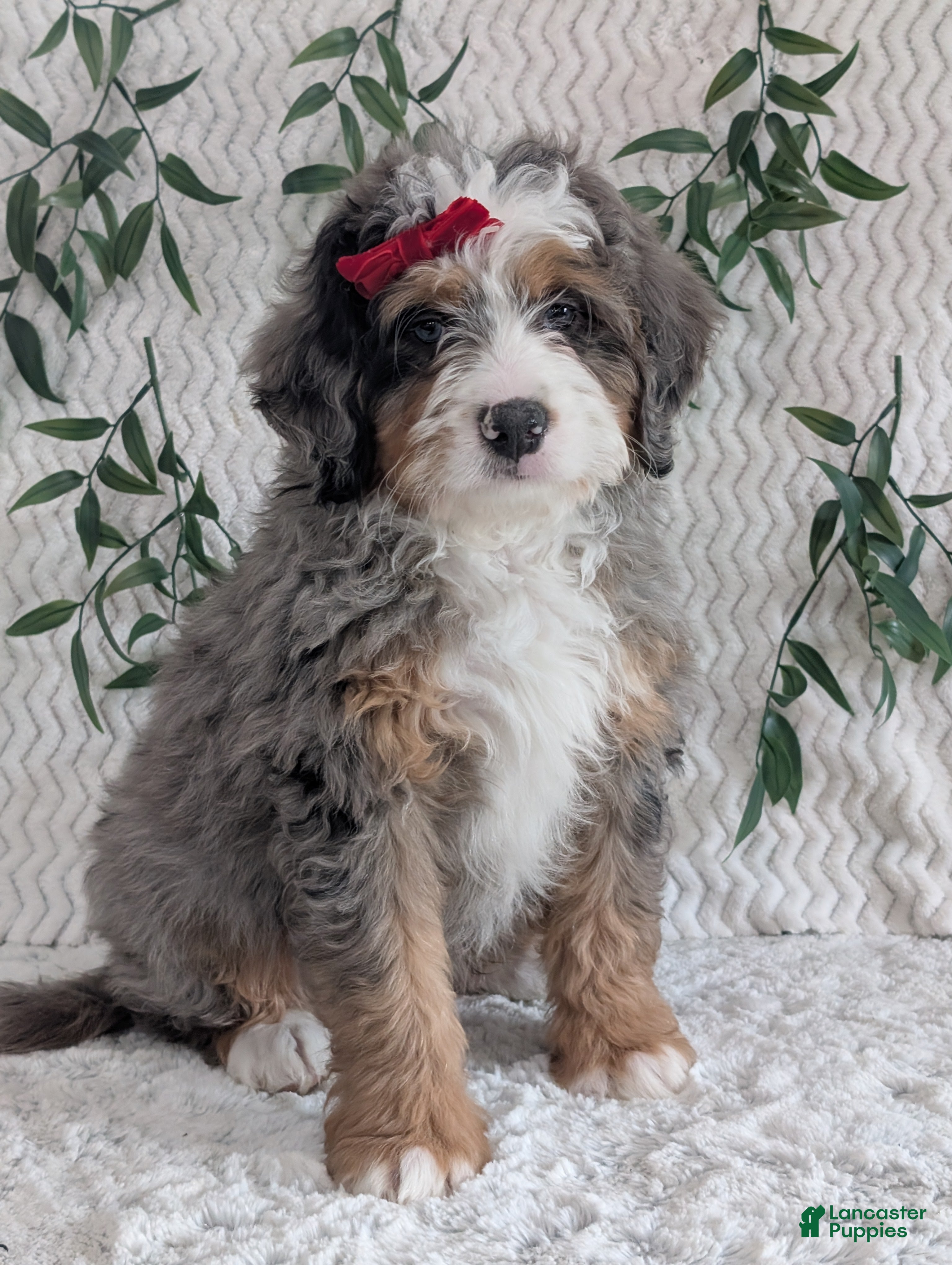Mini Bernedoodle dogs Mini Hayes - Ad 8