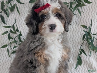 Mini Bernedoodle dogs Mini Hayes - Ad 8