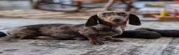 Miniature Dachshund dogs for sale: Xander - Ad 9
