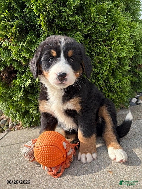 Bernese Mountain Dog dogs Belle - Ad 1