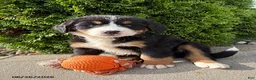 Bernese Mountain Dog dogs for sale: Belle - Ad 1
