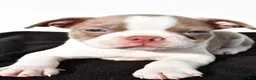 Boston Terrier dogs for sale: Beau - Ad 5
