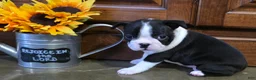 Boston Terrier dogs for sale: Jewel Boston Terrier  - Ad 4