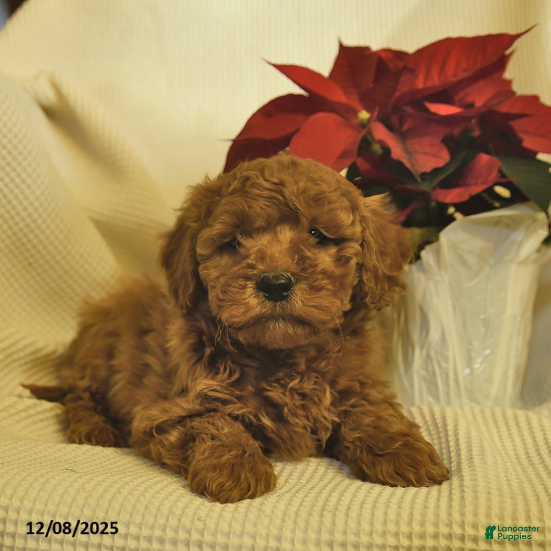 Cavapoo dogs for sale: Archer  - Ad 1