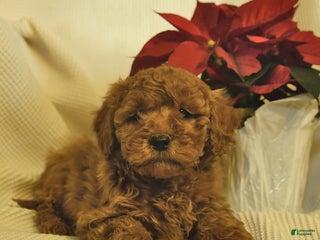 Cavapoo dogs for sale: Archer - Ad 4