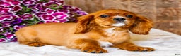 Cavalier King Charles Spaniel dogs for sale: Oliver - Ad 10