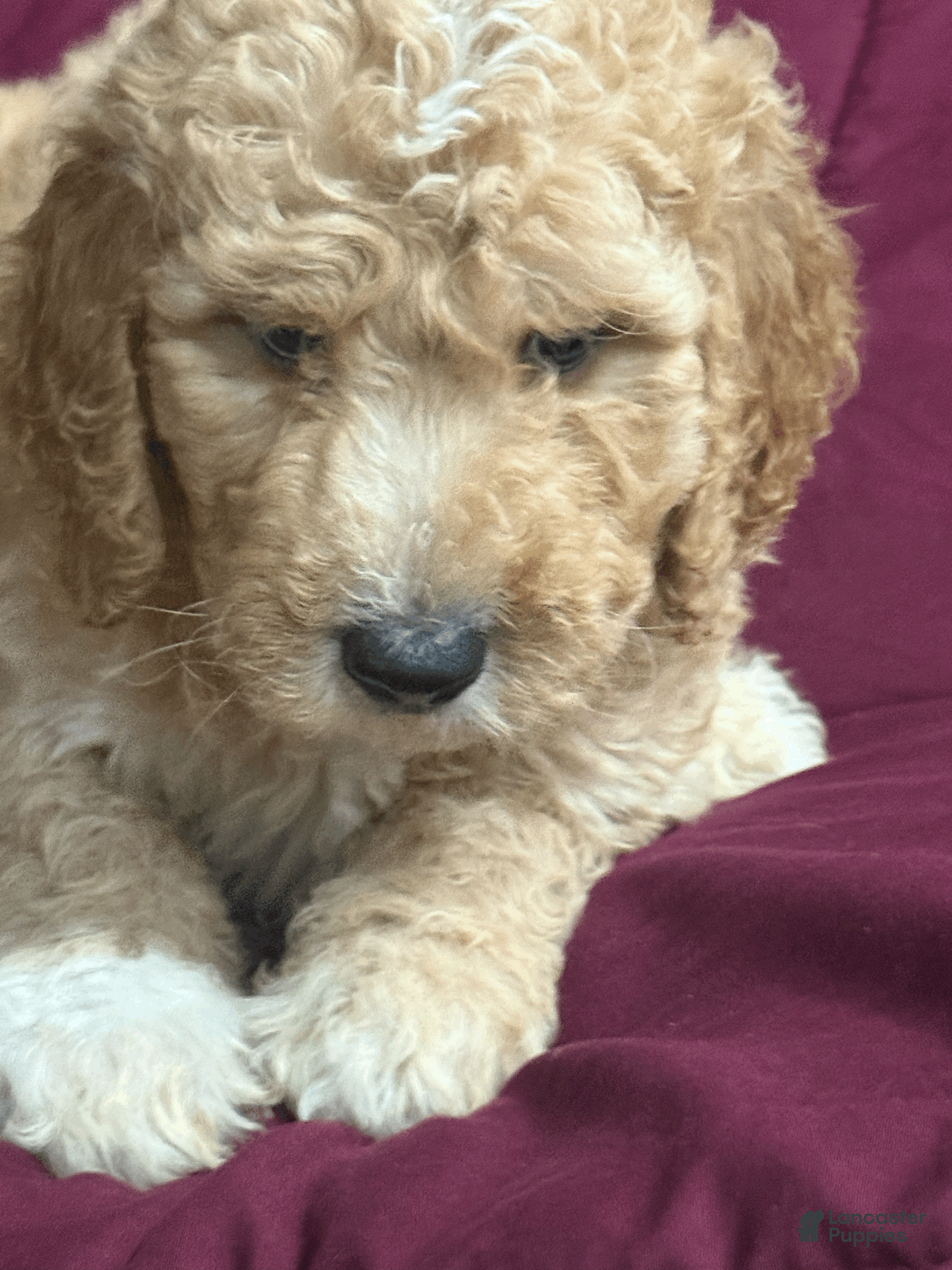 Goldendoodle dogs Blue - Ad 1