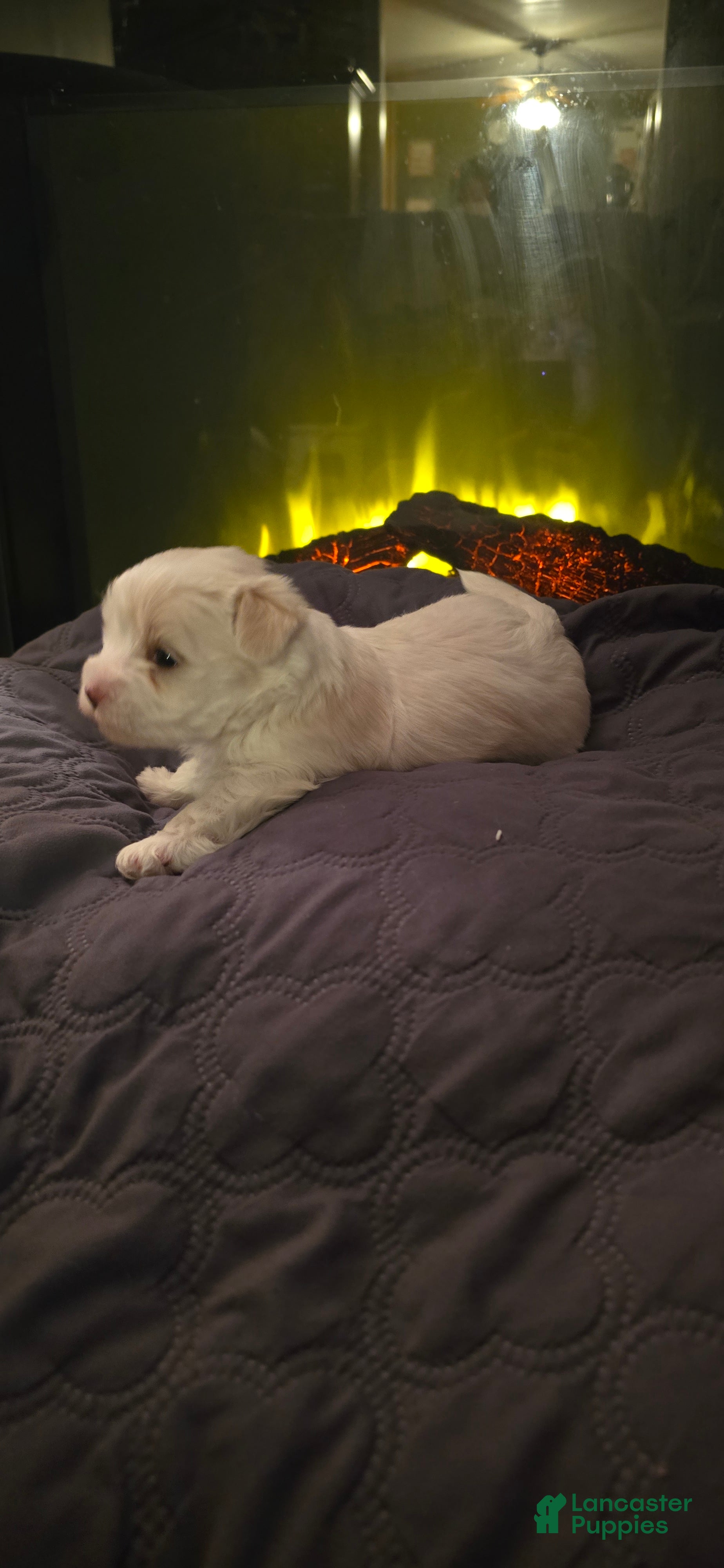 Morkie dogs Daisy - Ad 2