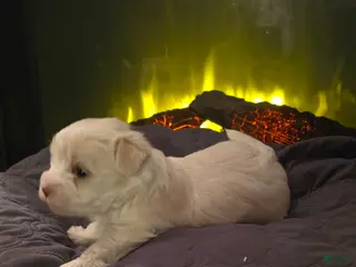 Morkie dogs Daisy - Ad 2