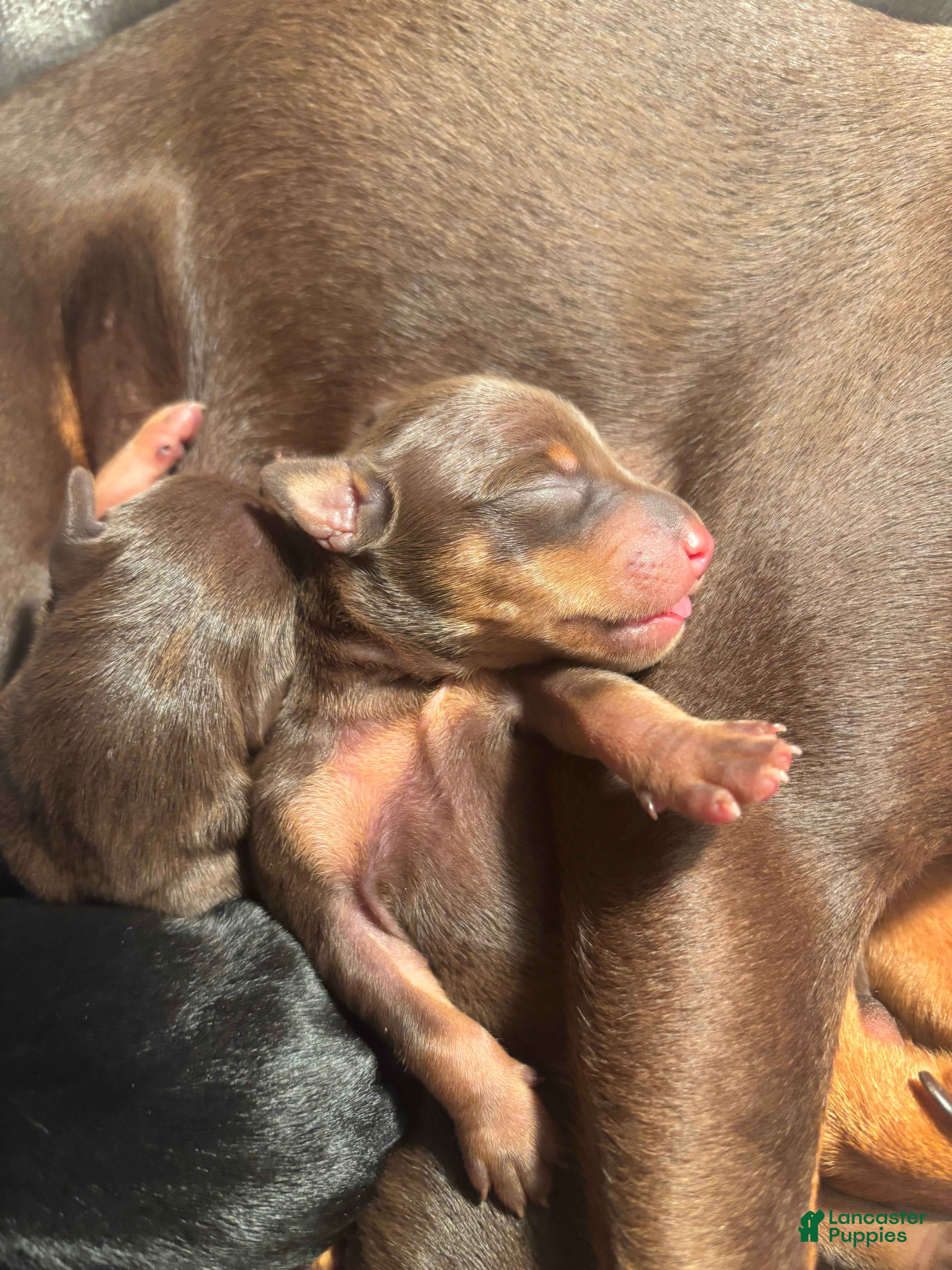 Miniature Pinscher dogs Miniature Pinscher Puppy 3 - Ad 15