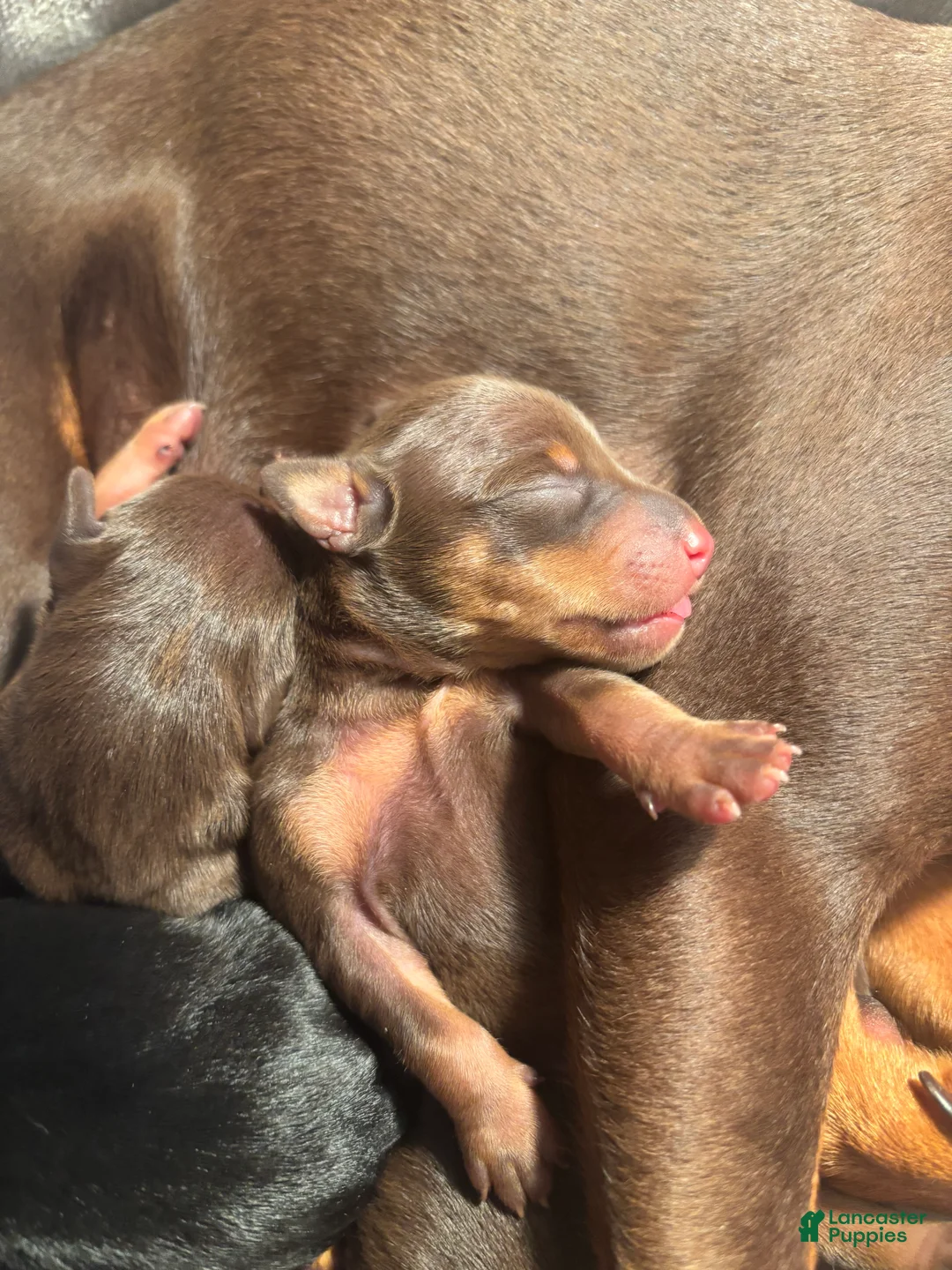 Miniature Pinscher dogs for sale: Miniature Pinscher Puppy 3 - Ad 1