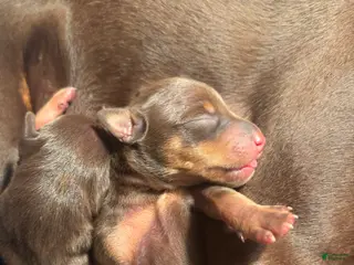 Miniature Pinscher dogs Miniature Pinscher Puppy 3 - Ad 15