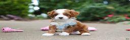 Cavapoo dogs for sale: Hudson - Ad 6