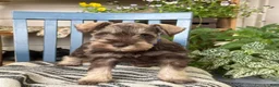 Miniature Schnauzer dogs for sale: Winston - Ad 9