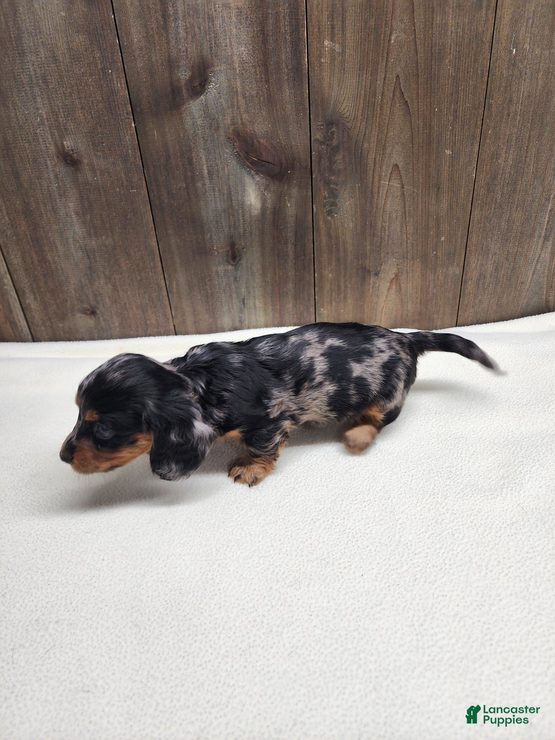 Miniature Dachshund dogs for sale: Miniature Dachshund Puppy 2 - Ad 12