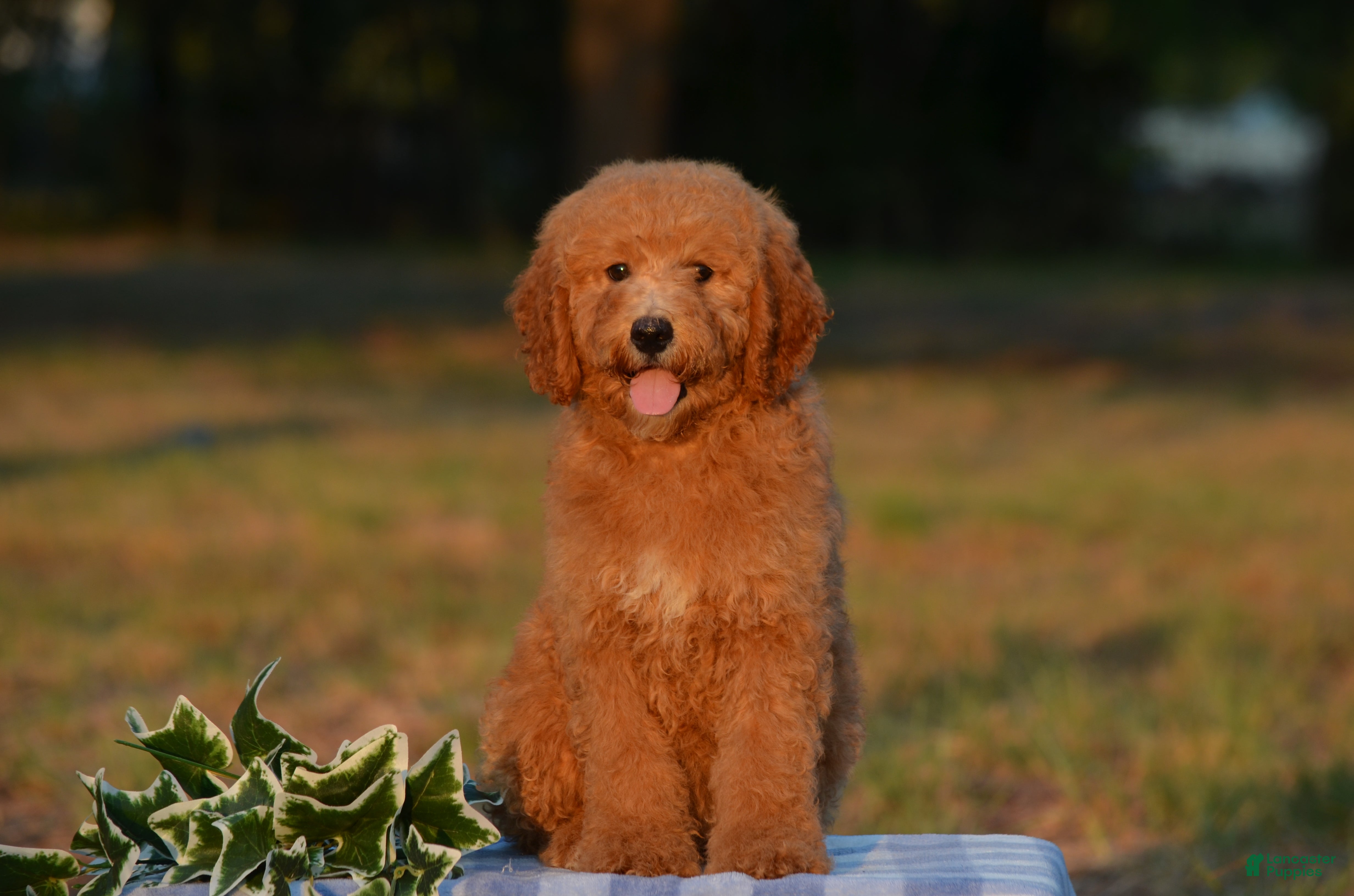 Mini Goldendoodle dogs Arto  - Ad 1