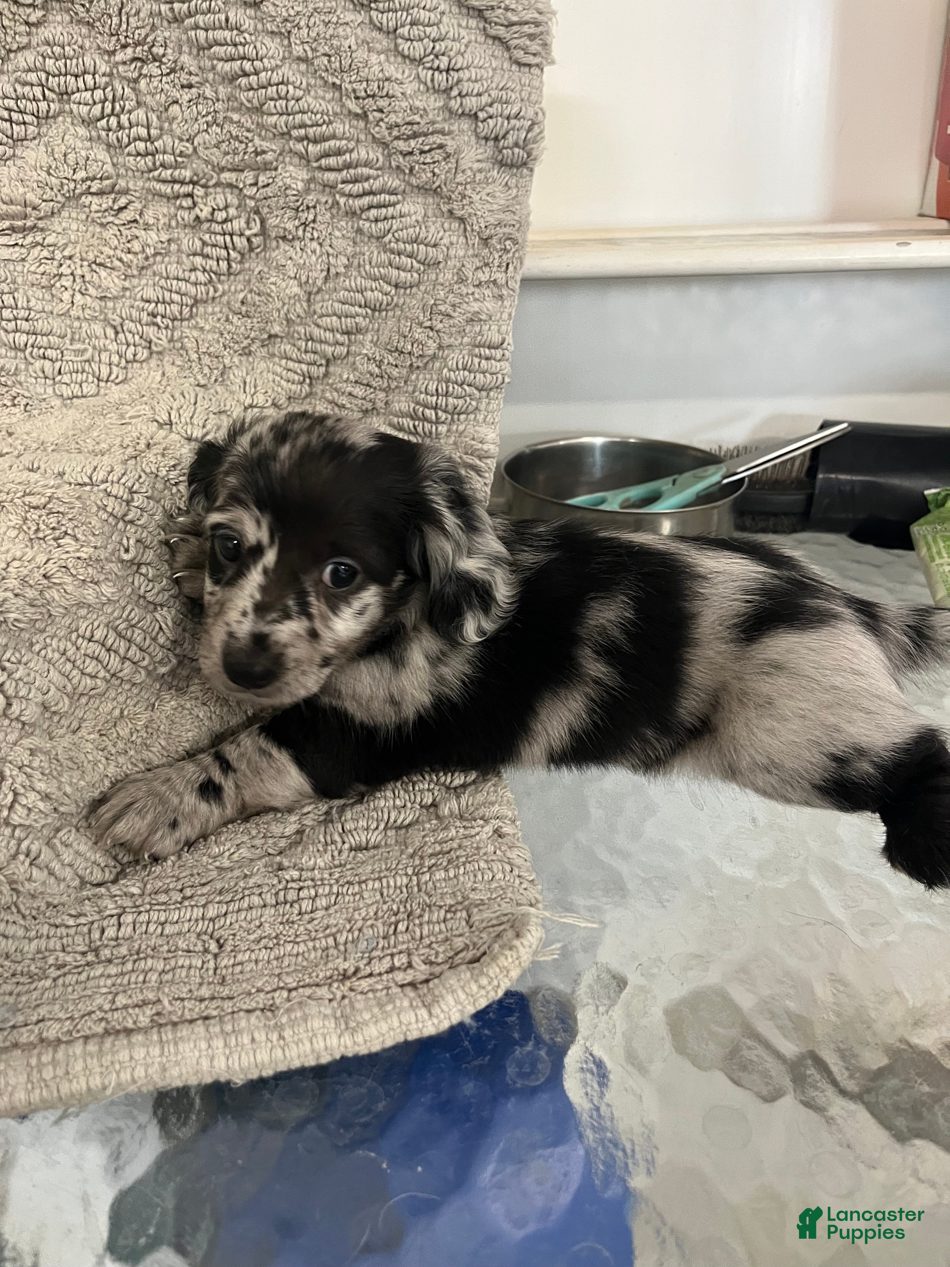 Miniature Dachshund dogs Juniper  - Ad 22