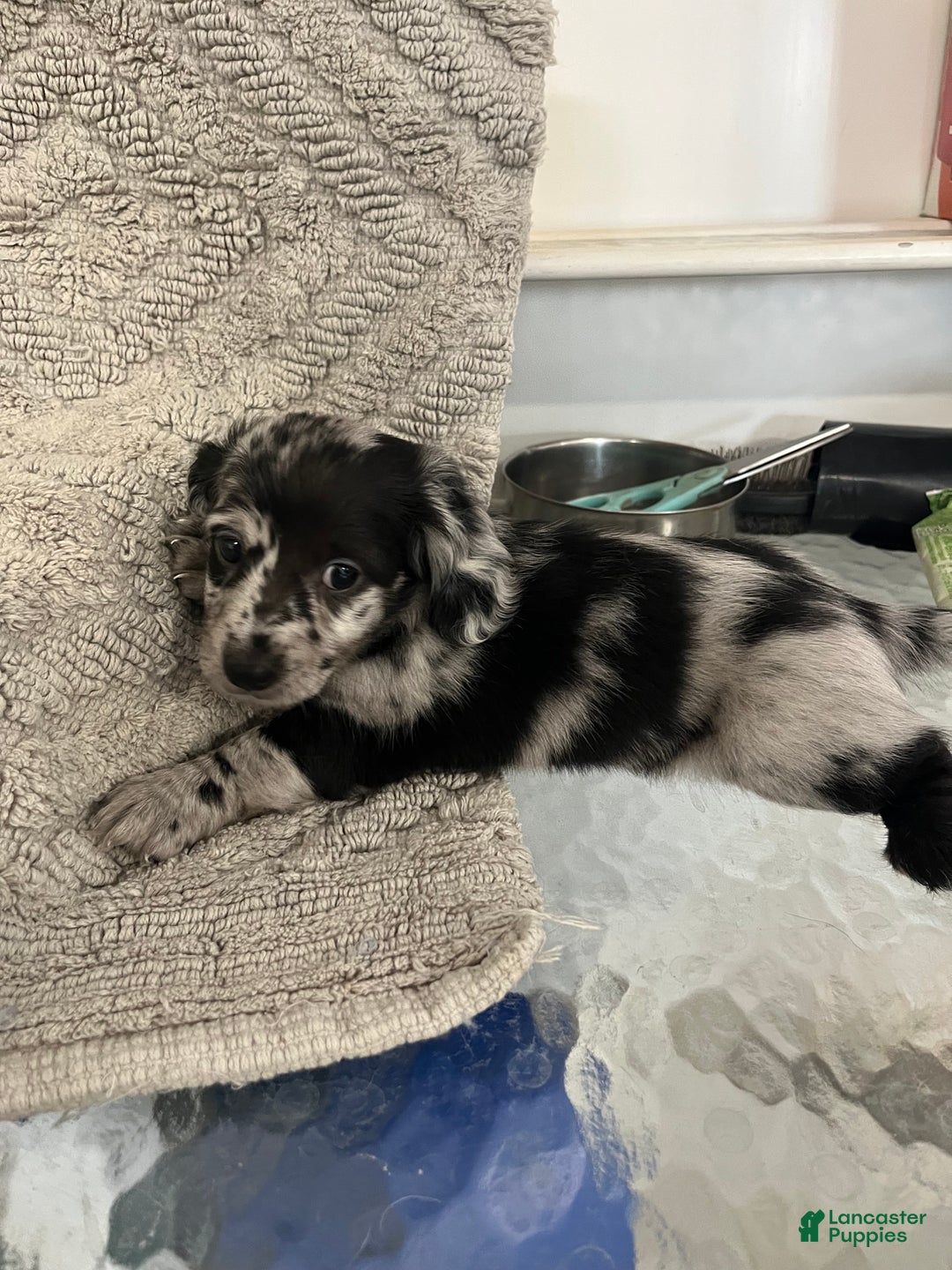 Miniature Dachshund dogs for sale: Juniper  - Ad 1