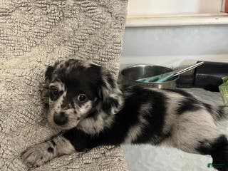 Miniature Dachshund dogs Juniper - Ad 23