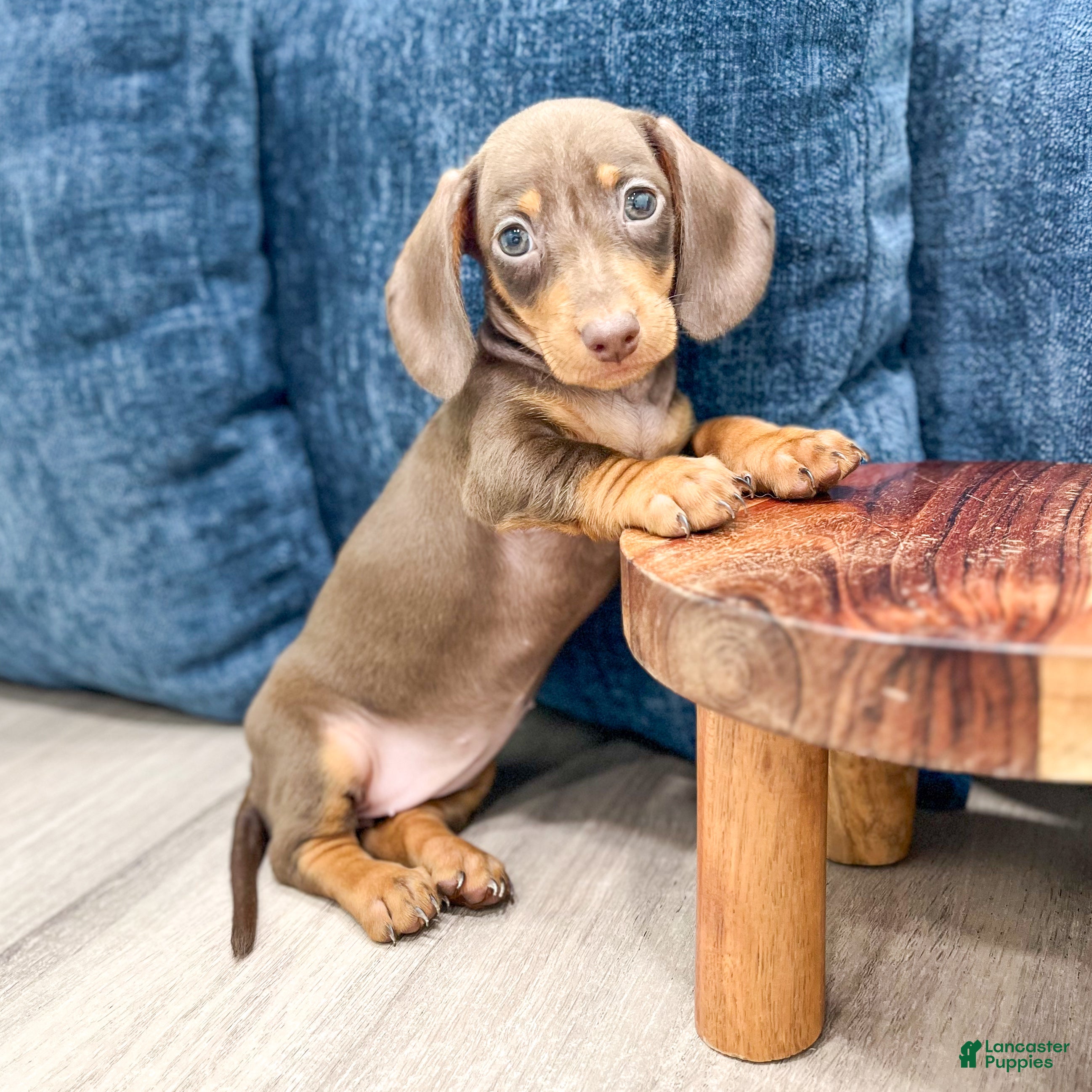 Miniature Dachshund dogs Dixie - Ad 2