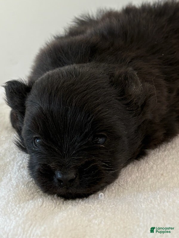 Pomeranian dogs Tina - Ad 1