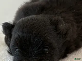 Pomeranian dogs for sale: Tina - Ad 1