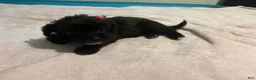 Mixed Breed dogs for sale: 1 Mixed Breed  color dark brown  - Ad 2